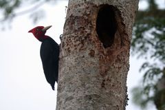 Campephilus leucopogon