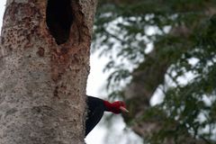 Campephilus leucopogon