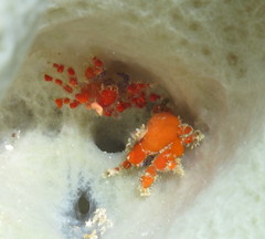 Pelia mutica image