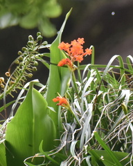 Cyrtanthus epiphyticus