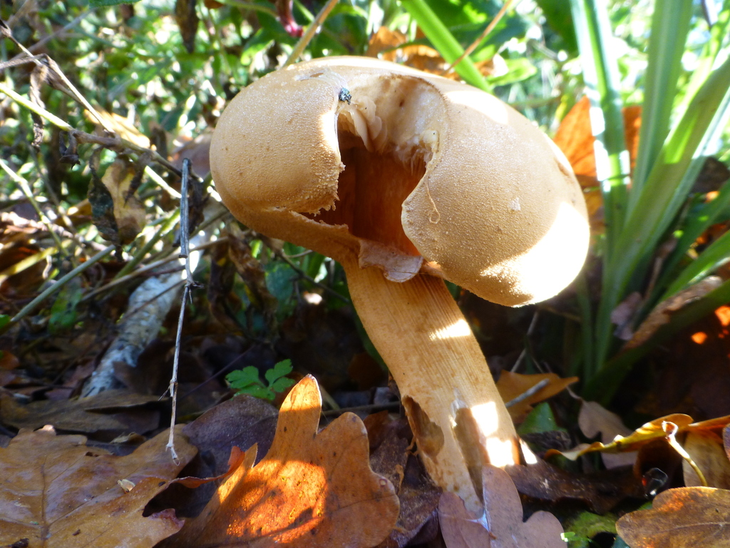 Cystoderma aureum · November 2025 · photo: © sahalsey (iNaturalist, cc-by)