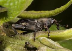 Rhodobaenus cinctus