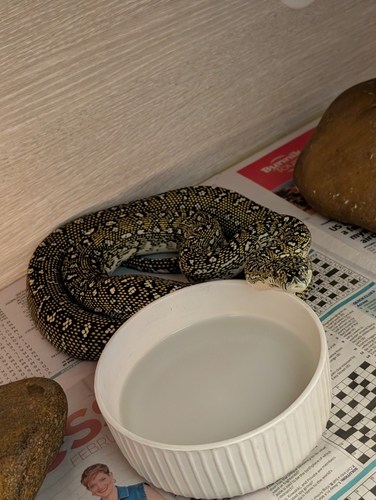 Diamond Python sighting