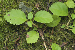 Hydrangea petiolaris