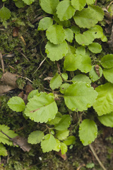 Hydrangea petiolaris