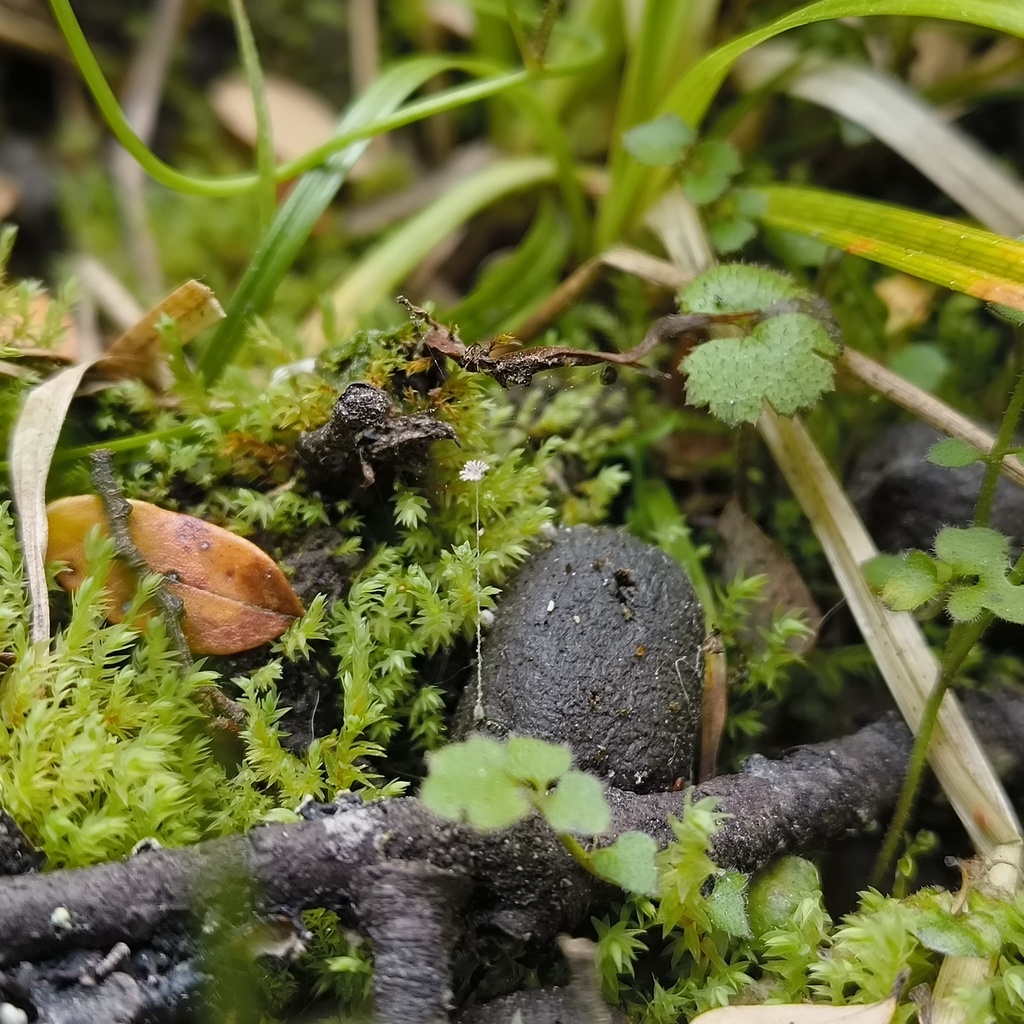 Narcoticae · November 2025 · photo: © zedt (iNaturalist, cc-by)