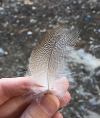 Anas platyrhynchos