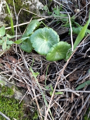 Umbilicus intermedius