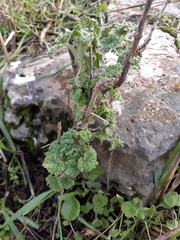 Pseudodictamnus undulatus