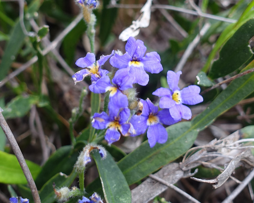 Winged-Stem Dampiera (Dampiera alata)