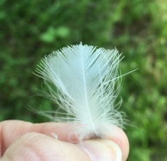 Chroicocephalus ridibundus