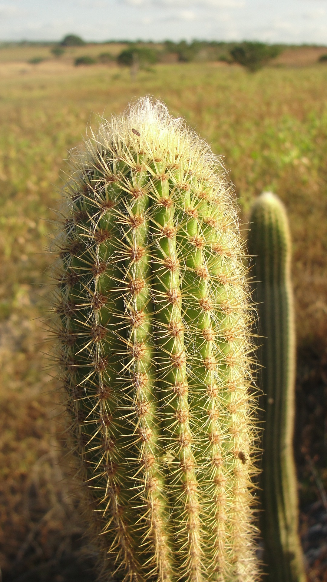 Pilosocereus pachycladus