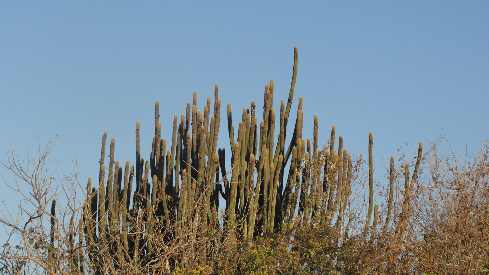 Pilosocereus pachycladus