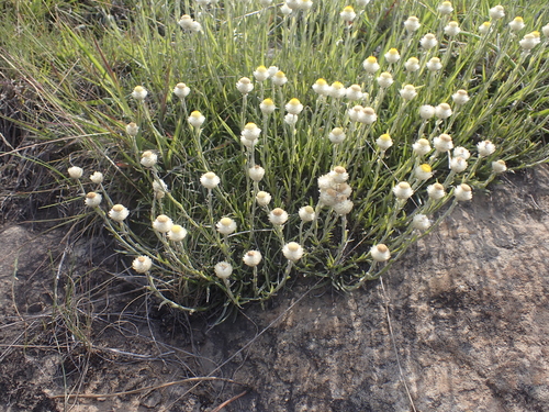 Dwarf Everlasting (Helichrysum chionosphaerum)