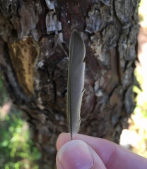 Phylloscopus collybita