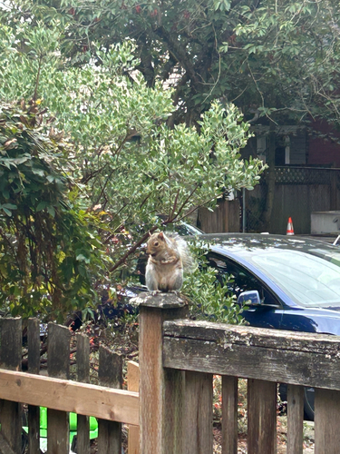 Eastern Gray Squirrel