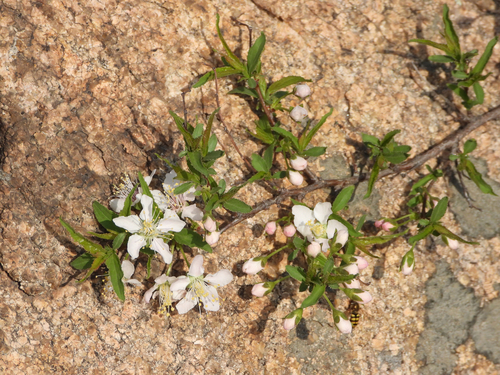 Prunus humilis Bunge