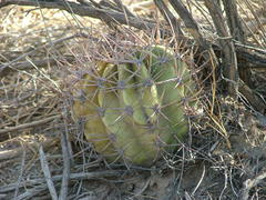 Echinopsis leucantha