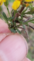 Croptilon rigidifolium