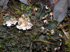 Peltigera ponojensis