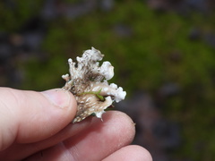 Peltigera ponojensis