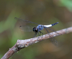 Brachydiplax farinosa