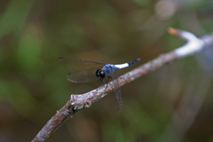 Brachydiplax farinosa