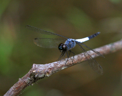 Brachydiplax farinosa