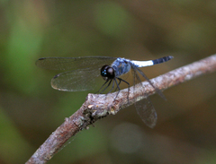 Brachydiplax farinosa