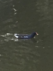 Gallinula chloropus