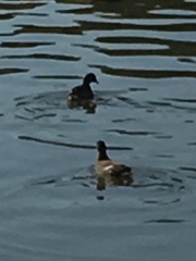 Gallinula chloropus