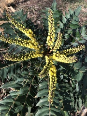 Berberis × hortensis