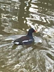 Gallinula chloropus