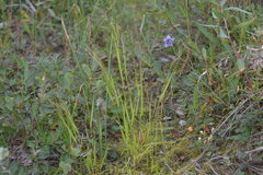 Agrostis clavata