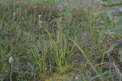 Agrostis clavata