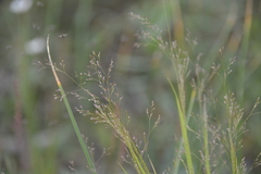 Agrostis clavata