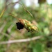 Anthracoidea limosa - Photo (c) Gennadiy Okatov, some rights reserved (CC BY-NC), uploaded by Gennadiy Okatov