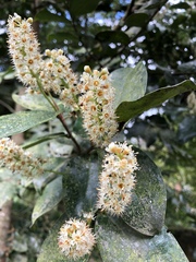 Prunus buxifolia