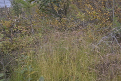Agrostis clavata