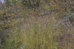 Agrostis clavata