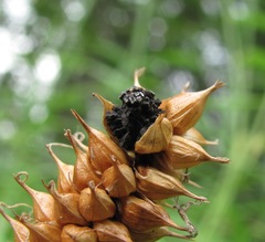 Anthracoidea subinclusa