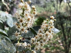 Prunus buxifolia