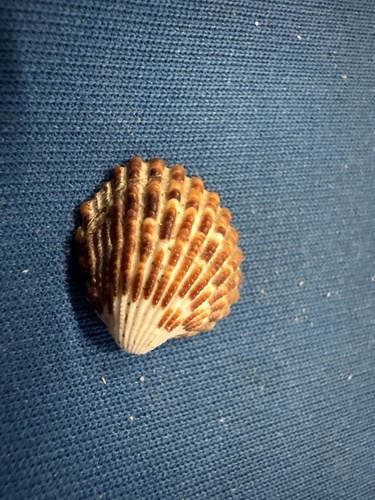 Cardites antiquatus