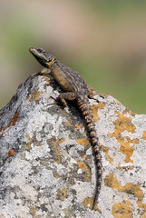 Pseudocordylus melanotus