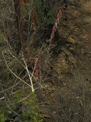 Gasteria brachyphylla