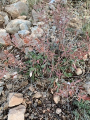 Eriogonum wootonii