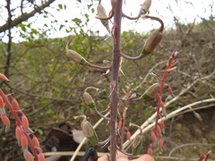 Gasteria brachyphylla