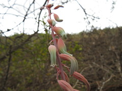 Gasteria brachyphylla