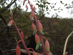 Gasteria brachyphylla