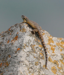 Pseudocordylus melanotus